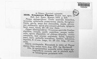Uromyces pisi-sativi image